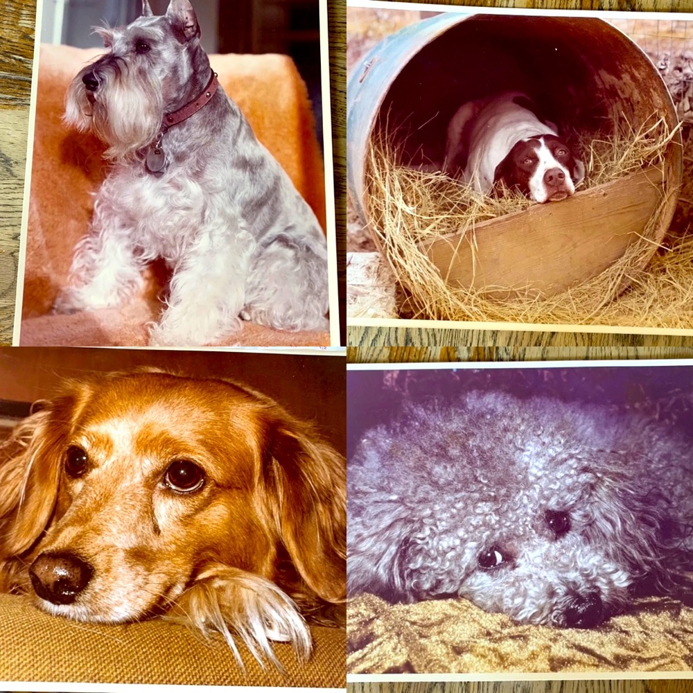 Vintage Lot of Color Photos Puppy Dog Portraits Dog old dog pictures